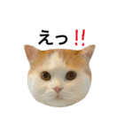 猫のビンタン（個別スタンプ：11）