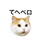 猫のビンタン（個別スタンプ：12）