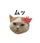 猫のビンタン（個別スタンプ：13）