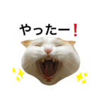 猫のビンタン（個別スタンプ：14）