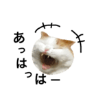 猫のビンタン（個別スタンプ：15）