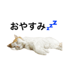 猫のビンタン（個別スタンプ：16）