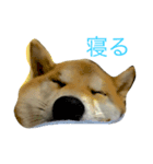 柴犬ユキ（個別スタンプ：1）