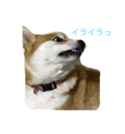 柴犬ユキ（個別スタンプ：2）