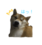 柴犬ユキ（個別スタンプ：5）