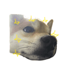 柴犬ユキ（個別スタンプ：6）