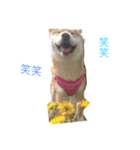 柴犬ユキ（個別スタンプ：7）