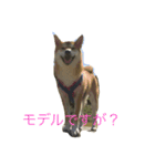 柴犬ユキ（個別スタンプ：8）