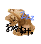 豆柴のコハナちゃん。（個別スタンプ：4）