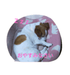 ベルちゃんと一緒（個別スタンプ：5）