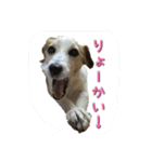 ベルちゃんと一緒（個別スタンプ：6）