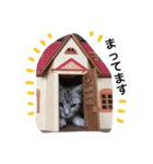アメショゆめ（個別スタンプ：10）