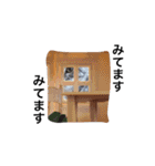 アメショゆめ（個別スタンプ：12）