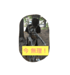 楽しいワンさん達（個別スタンプ：5）