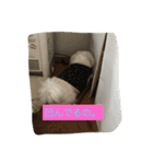 楽しいワンさん達（個別スタンプ：7）