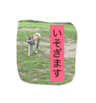 楽しいワンさん達（個別スタンプ：12）