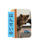 楽しいワンさん達（個別スタンプ：13）