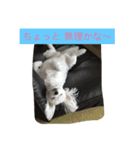 楽しいワンさん達（個別スタンプ：14）