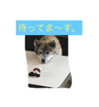 楽しいワンさん達（個別スタンプ：15）
