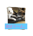楽しいワンさん達（個別スタンプ：16）