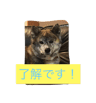 楽しいワンさん達（個別スタンプ：18）