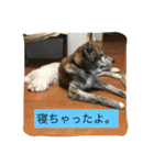 楽しいワンさん達（個別スタンプ：19）