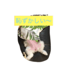 楽しいワンさん達（個別スタンプ：21）