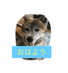 楽しいワンさん達（個別スタンプ：24）