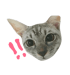 cat "gin"（個別スタンプ：1）