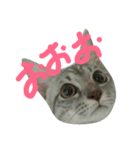 cat "gin"（個別スタンプ：2）