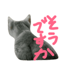 cat "gin"（個別スタンプ：4）