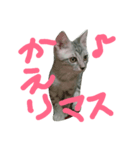 cat "gin"（個別スタンプ：5）