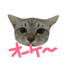 cat "gin"（個別スタンプ：6）