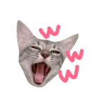 cat "gin"（個別スタンプ：7）