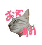 cat "gin"（個別スタンプ：8）