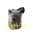 ぽっちゃん02（個別スタンプ：3）