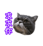GUI-ZAI's daily languages（個別スタンプ：1）