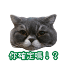 GUI-ZAI's daily languages（個別スタンプ：5）