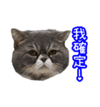 GUI-ZAI's daily languages（個別スタンプ：6）