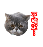 GUI-ZAI's daily languages（個別スタンプ：7）