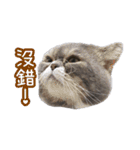 GUI-ZAI's daily languages（個別スタンプ：8）