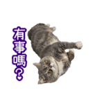 GUI-ZAI's daily languages（個別スタンプ：9）