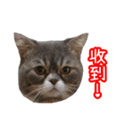 GUI-ZAI's daily languages（個別スタンプ：11）