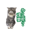 GUI-ZAI's daily languages（個別スタンプ：13）