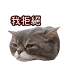 GUI-ZAI's daily languages（個別スタンプ：15）