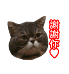 GUI-ZAI's daily languages（個別スタンプ：16）