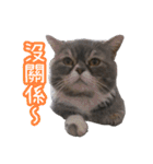 GUI-ZAI's daily languages（個別スタンプ：17）