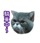 GUI-ZAI's daily languages（個別スタンプ：18）