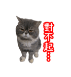 GUI-ZAI's daily languages（個別スタンプ：19）