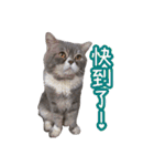 GUI-ZAI's daily languages（個別スタンプ：21）